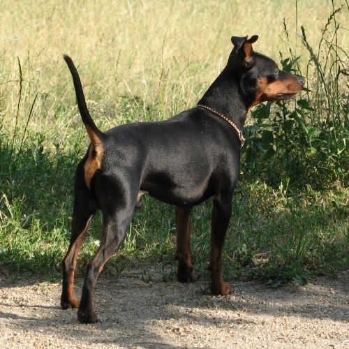 Hund