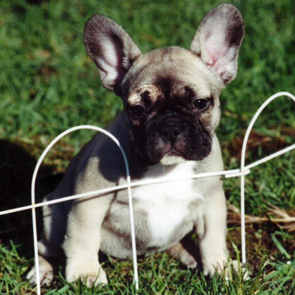Hund